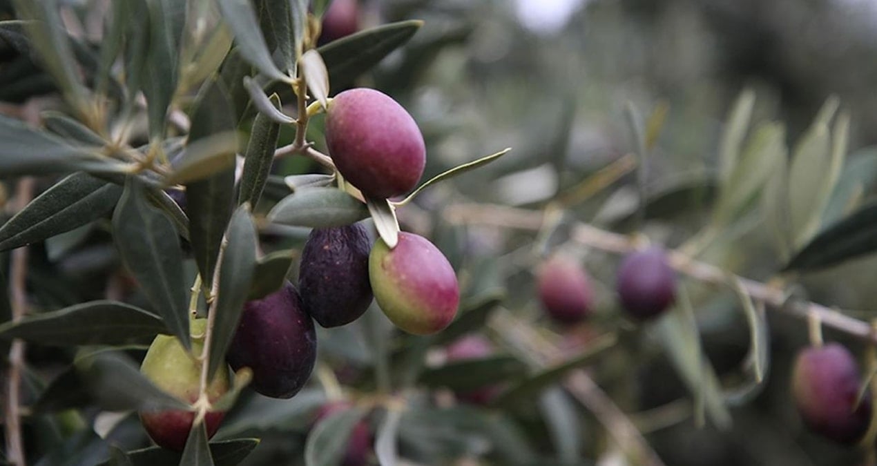 Türkiye’de zeytin ağacı da strese girdi! Yağ verimi ve kalitesi düştü